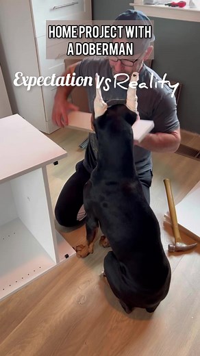 104K views · 11K reactions | How to turn a 2hour project into an 8 hour one… get a Doberman #brucethedoberman #doberman #dobermann #rubydooby_do #dogsofinstagram | Rubydoobydo | Facebook