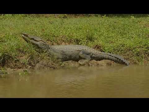 Animals Life in Forest | Wildlife Secrets, Survival, and Nature’s Balance Explained | #animals