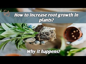 How to increase root growth in plants? #roots #farming