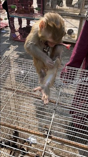 Monkey's self-cleaning routine: nature's hygiene expert! #monkey #cleaning