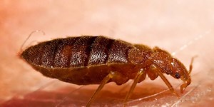 Georgia courthouse closes because of bed bug infestation