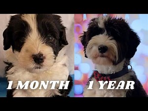 PUPPY GROW 1 Month to 1 Year Compilation