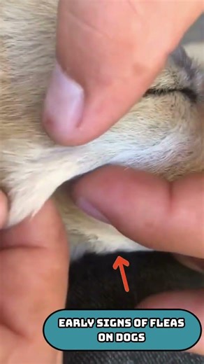 Early signs of fleas on dogs #dogcare #doghealth #fleas #petparent