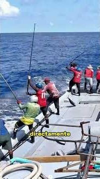 Using sardines as bait, fishermen can catch thousands of pounds of large skipjack tuna.#fishing