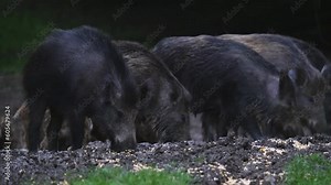Herd of wild hogs feeding in the forest