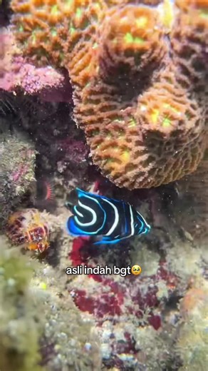 angel fish🫠 #snorkeling #angelfish #diving #fyp #fypシ゚