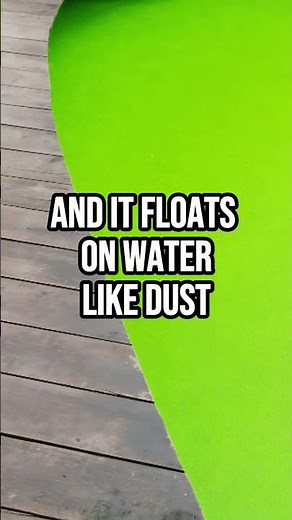 Meet Wolffia the World’s Smallest Flower!