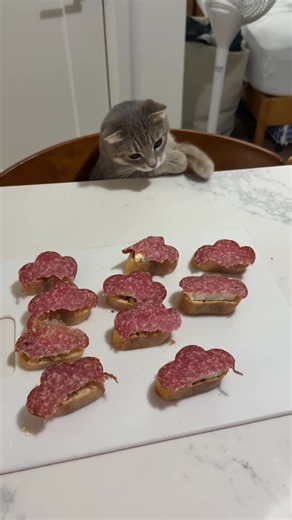 charcuterie thief #catsoftiktok #gatto #funnycat #scottishfold #tabbycat