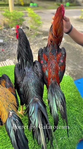 Ayam Bangkok: Tips for Colorful and Juicy Raising