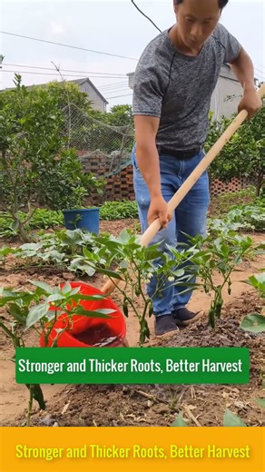 Organic Root Booster for Faster and Healthier Growth!