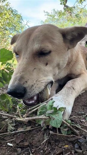 Hadzabe Hunting Dog Enjoys Fresh Wild Meat After the Hunt | Life with Mr. Chaba in Tanzania