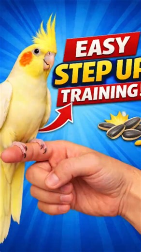 Cockatiel Bird Step Up Training 🐥🖐️💛