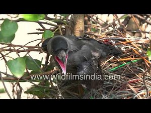 Crow chick preparing for flight from its nest