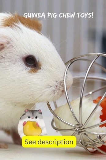 Guinea Pig Toys Ideas!