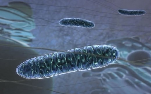 【分子生物学动画】线粒体——细胞的发电厂 Mitochondria: the cell's powerhouse（中英双字幕）