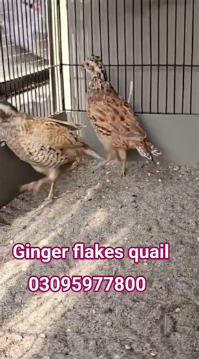 snow flakes quail #petswithaliraza #quailfarming #youtubeshorts #viralshort #viral #reels