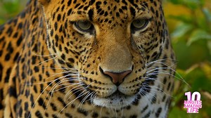 A leopard locked eyes with me on camera