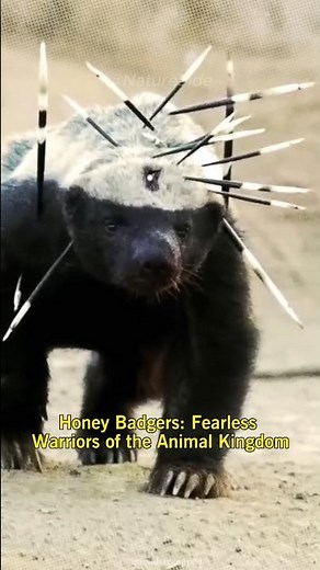 Honey Badger: Fearless and Unstoppable | Short Animals Video ( Honey Badger Facts )
