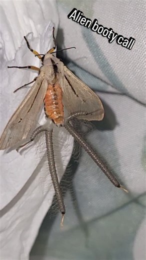 Bart Coppens on Instagram: "WOW! The CRAZY hair pencils (Coremata) of a Creonotonos moth! Isn't that mad? #rare #nature #wildlife #alien #kawaii #tentacles #environment #amazing #natural #animals #insect #bug #entomology #science #viral #trending #moths #wildlife #crazy #impressive #coremata #creonotonos"