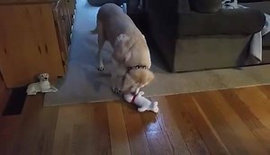 110K views · 3.9K reactions | Denver is like a puppy with her new Denver pet squeeky toy. Note the backwards power takedown move! :) | Denver the Guilty Dog and Her Friends | Facebook