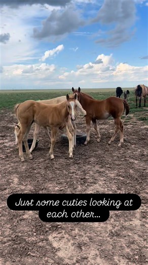 This Valentine’s Day, choose a membership that loves you back. 💝Use code 𝗟𝗢𝗩𝗘𝟱 for $𝟱 𝗼𝗳𝗳 any AQHA membership and enjoy exclusive AQHA benefits, valuable resources and a passionate community by your side. Join or renew now! 💞 aqha.com/membership-form?PROMOCODE=LOVE5 | American Quarter Horse Association