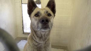 3.5K views · 152 reactions | ADOPTED - moved to SAFE Album on 06/08...