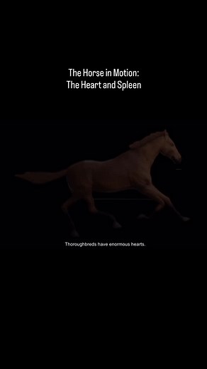 It’s the last day of Science Week! 🧬🧪 All week, we took a closer look at the incredible science behind a horse in motion. To end the series we look at the powerhouse of the body - the heart. Fascinating to see the science that brings speed to life, isn’t it? You can learn about the horse in motion and much more in the Irish Racehorse Experience - reopening on the 26th of January. 🐎🏛️ #ScienceWeek2025 #IrishRacehorseExperience #ThenTodayTomorrow #ResearchIreland #ScienceWeek @researchireland