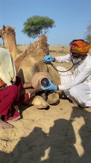 عندما لاحظت الفتاة شيئًا غريبًا خلف الجمل استدعت الطبيب لفحصه