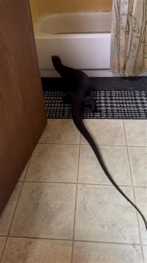 12K views · 175 reactions | Such a smart girl | The Legend Lizards | Facebook