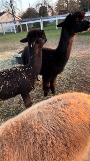 Pregnancy test results #alpaca #farm #farmlife #pregnant
