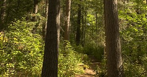 Two rare old-growth forests become Minnesota's first to join national network