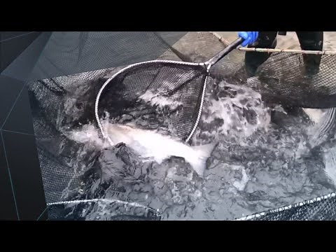 La pêche à la fascine, une technique ancestrale en voie de disparition