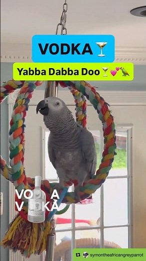 No work till Monday🦜Time to get the party started🍸Yabba Dabba Doo💕Please Subscribe🦜#funnyparrot