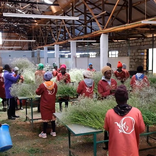 Sustainable Floriculture: The Journey of Gypsophila