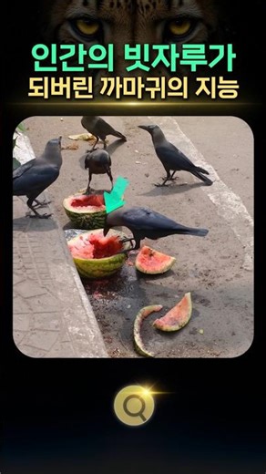 The crow’s intelligence that turned it into a human “broom”