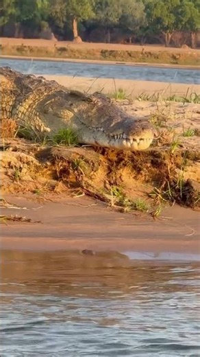 The River Monster 🐊#corcodile #wildlife #wildlifedocumentary #animalkingdom #animalfight