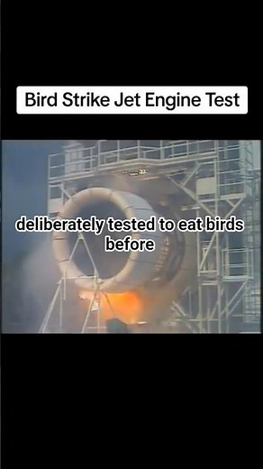 why engineers shoot frozen chicken at engines #aviation #travel #aircraft