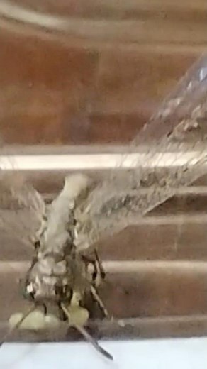 AMAZING CLOSE UP OF FISH FLY LAYING EGGS!!!