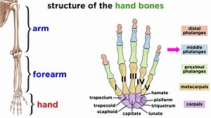 Human Osteology (Axial and Appendicular Skeleton) - Professor Dave Explains | Professor Dave Explains | Facebook