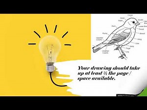 Introduction to Biology Biological Drawing Rules