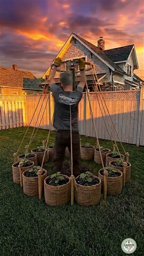 🥒 Growing Cucumbers on a DIY Vine Trellis | Easy Garden Idea