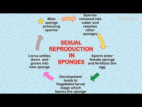 Reproduction in Sponges