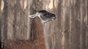 Lama is a South American mammal from the camelid family, domesticated by the Andean Indians. Tamed in the Central Andes. Played an important role in the cattle breeding of the Incas. Lama glama 4K