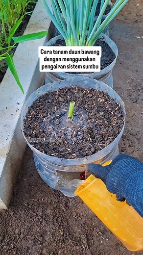 Cara tanam daun bawang dengan menggunakan pengairan sistem sumbu #fyp #video #viral #tanaman | Nurung Sijaya