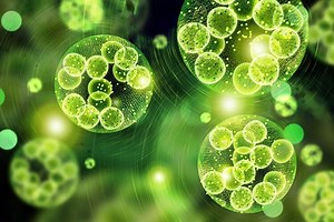 Microalgae: Natural Ingredients For Beauty Products