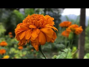 Daspetiya flowers - දාස්පෙතියා මල් (Full HD 1080P) No Editing Natural Video