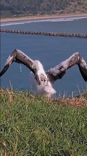 Royal Albatross Chick Wiggles Tail Feathers And Stretches Long Wings | DOC | Cornell Lab