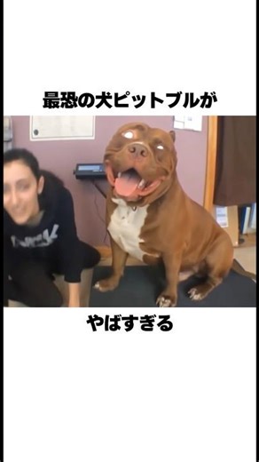 The most terrifying dog, the pit bull, is scary