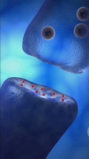 how synapses works!! #science #biology