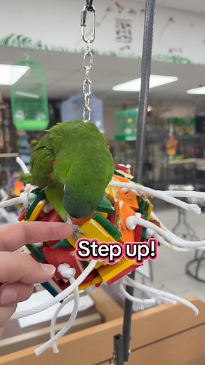 44 reactions · 3 comments | Mini macaws are just small birds with a big bird personality  | Exotic Bird Shop | Facebook